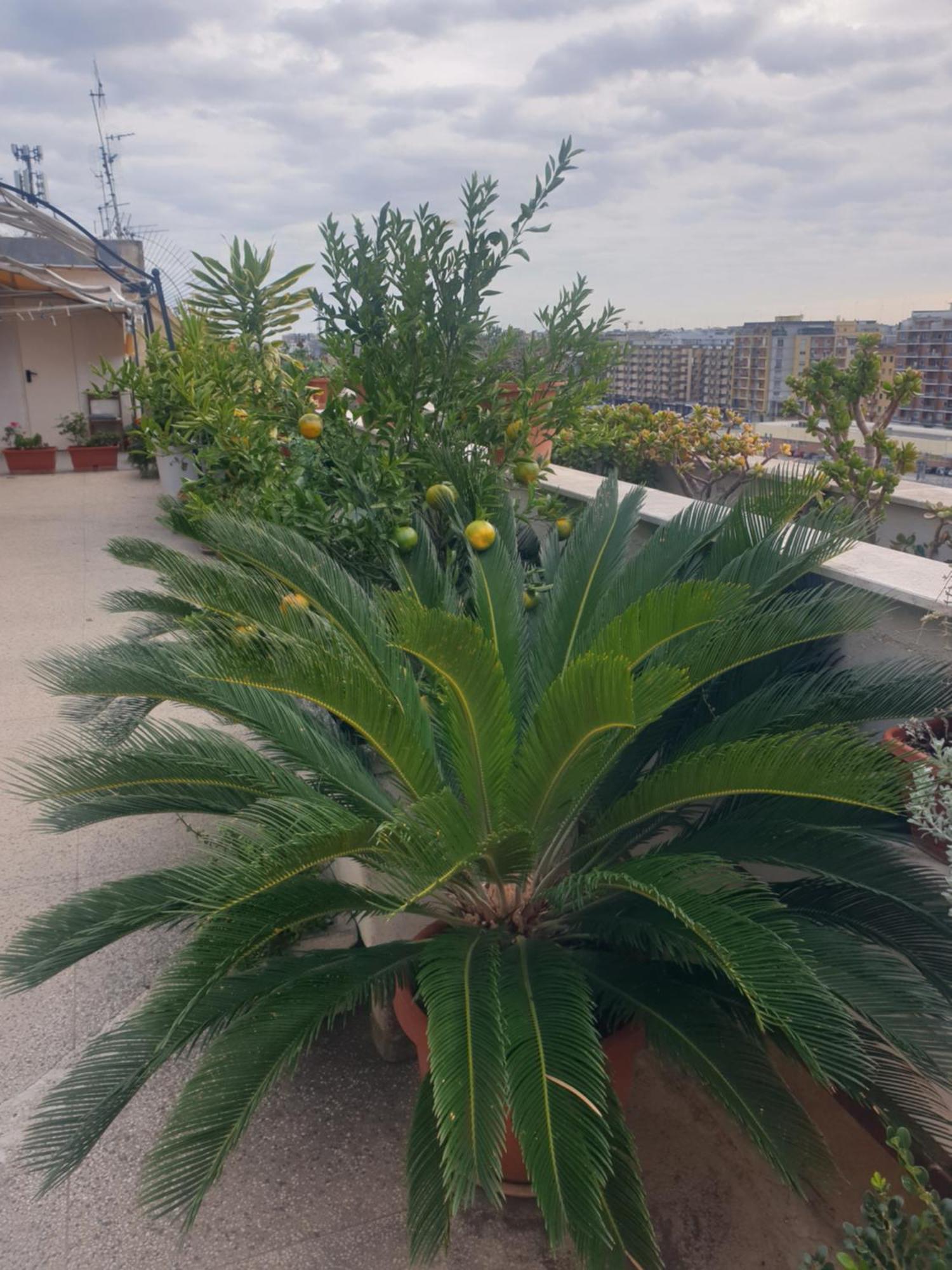 B&B Ganaj La Terrazza Di Ganaj Bari Buitenkant foto