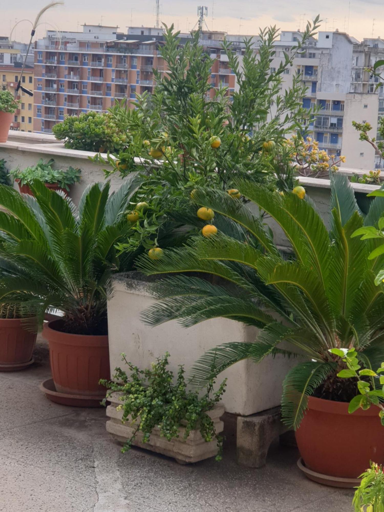 B&B Ganaj La Terrazza Di Ganaj Bari Buitenkant foto